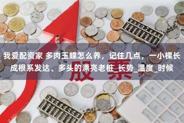 我爱配资家 多肉玉蝶怎么养，记住几点，一小棵长成根系发达、多头的漂亮老桩_长势_温度_时候