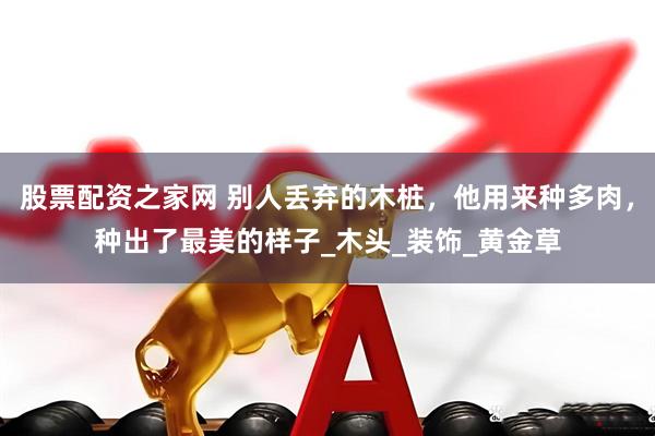 股票配资之家网 别人丢弃的木桩，他用来种多肉，种出了最美的样子_木头_装饰_黄金草